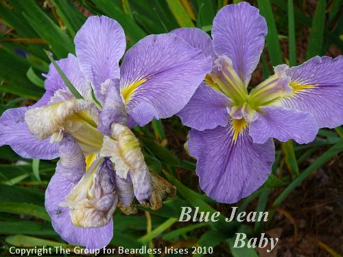 Blue Jean Baby (1)